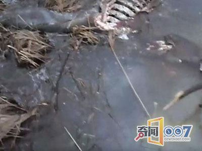 海边草丛有异动男子上前摸到它