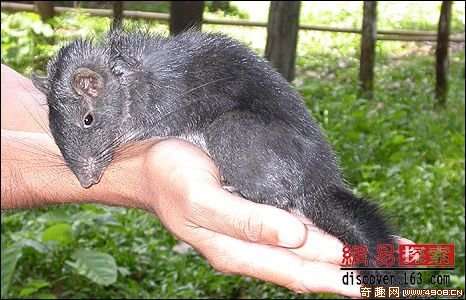 [多图]国际野生科考发现大湄公河的多种无脊椎新物种