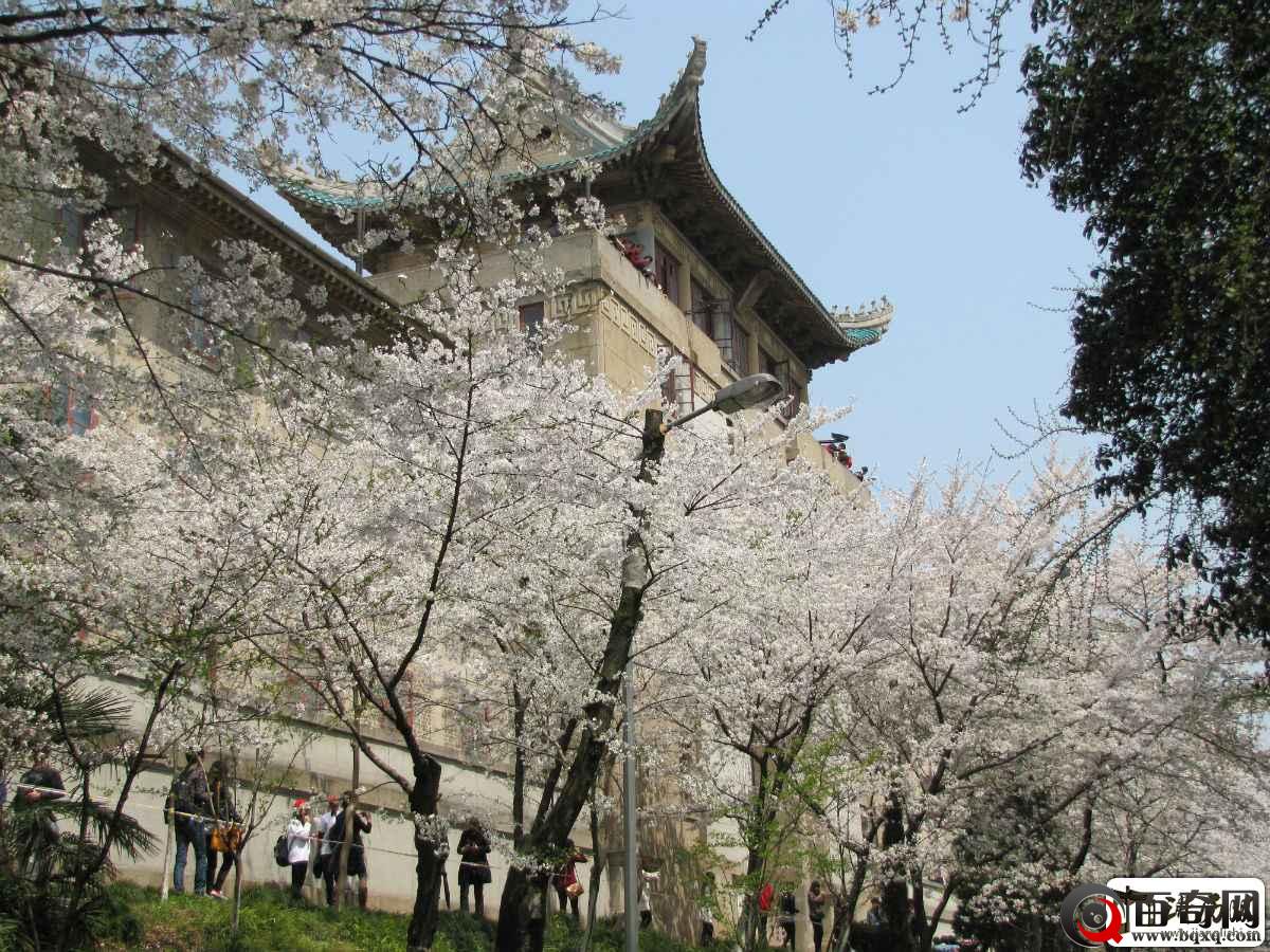 弱国无外交，当年此大学原本要种梅花，日军少将却使樱花占据校园