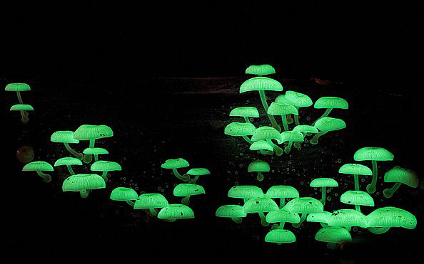 [图文]如此美丽动人的菌世界