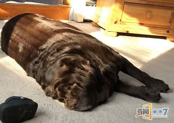 拉布拉多犬瘦身记:成功减重56斤变苗条