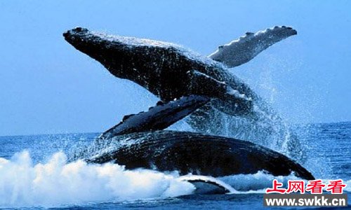 体重堪比30头大象 血管竟然粗得可以装下一个小孩的怪物是什么