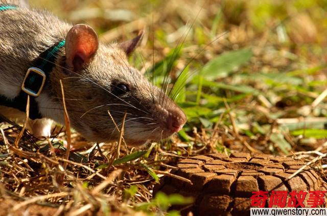 人人喊打的老鼠现在卖4万元一只？非洲巨鼠变成扫雷英雄