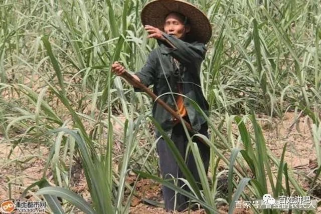 为什么60岁以上的农民为国交公粮，却领不到养老金？原因你想不到