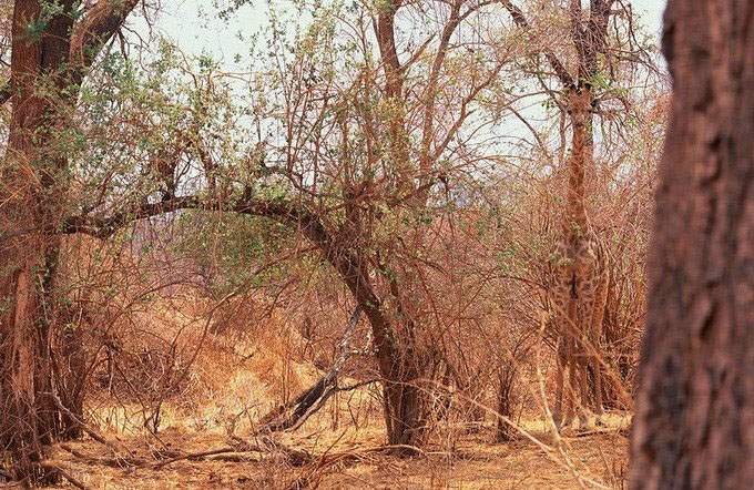 [图文]寻找自然界中隐藏的动物