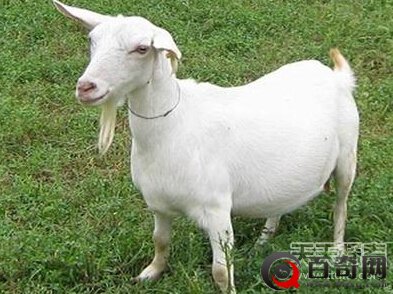 印度4岁公山羊离奇变化 每天产奶半斤