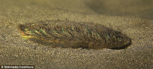 肯特海滩发现罕见生物 是生活在海底6600英尺的“海毛虫”