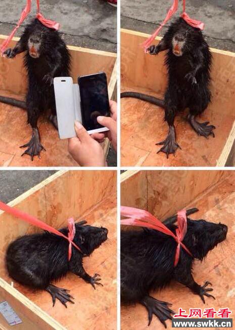 深度揭秘:传说中的水猴子是真的吗-