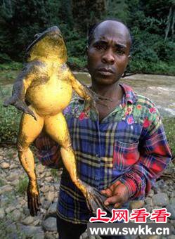 非洲人吃巨蛙佳肴面临灭绝_0