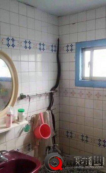 动物界伪装大师 你能否找到它？