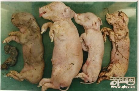 动物木乃伊中蕴藏奇妙玄机