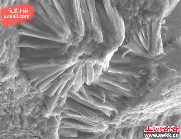 地球生命的起源7种理论