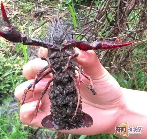 村民在山里抓到一只大龙虾，结果吓坏了所有人