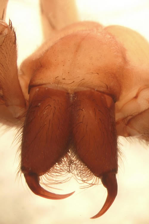 世界上第一只没有眼睛的蜘蛛 生活在长期没有阳光的洞穴