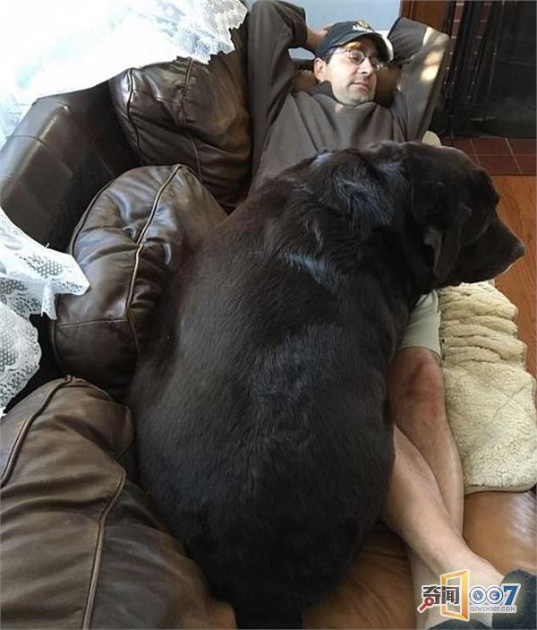 拉布拉多犬瘦身记:成功减重56斤变苗条