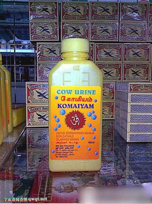 印度人竟然每天喝牛尿 用牛粪刷牙