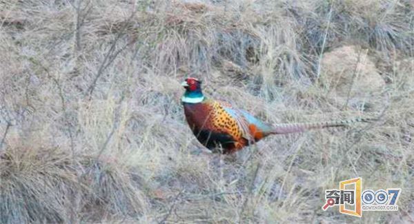 夫妇野外发现神奇仙女野鸡,傲娇模样博人眼球