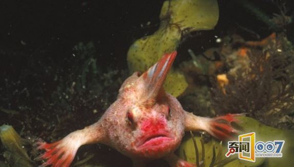 罕见手鱼长有红色“手指”，用“手”走路
