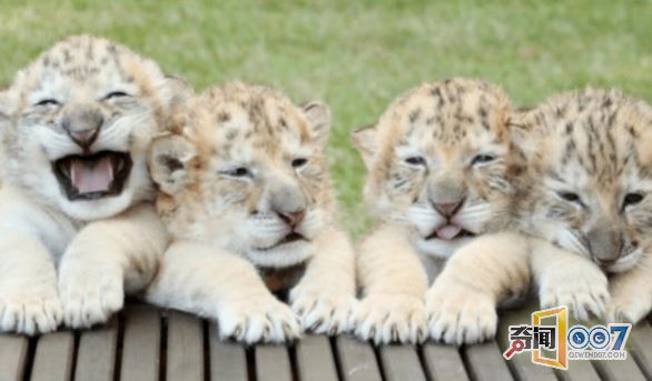 白狮和白虎相爱，产下“神兽”萌翻世界