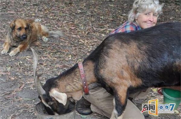 女子森林独居34年,花8年自建房,用牛粪糊墙