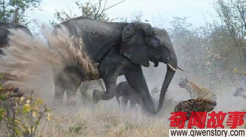 地上最强横扫百兽的动物, 人们都惹不起的霸主!