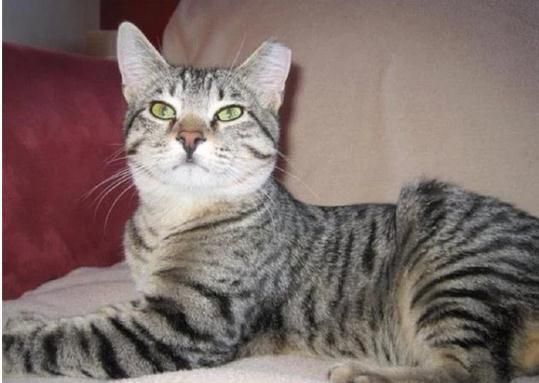 男子把被撞死的猫埋掉，没想到几小时后，竟毫发无损回到家