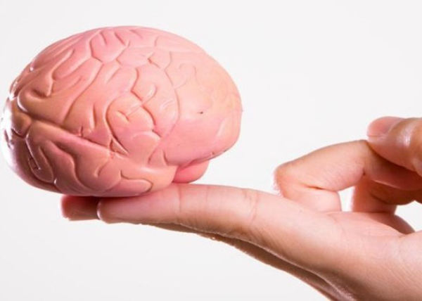 科学家利用干细胞技术制出人造脑 完美模拟人脑