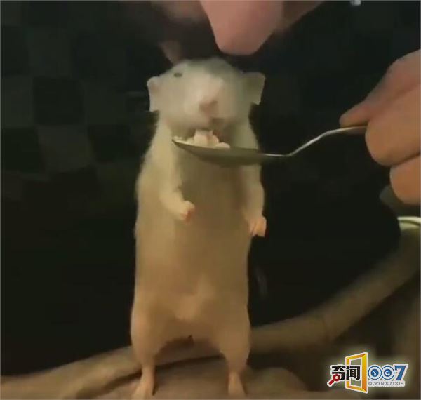 又一个主播走红网络,人气飙涨不减,不靠颜值只靠吃