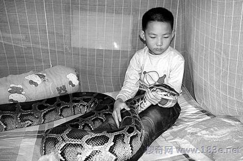 同居12年「人蛇恋」！男童爱上大6岁巨蟒陪吃睡