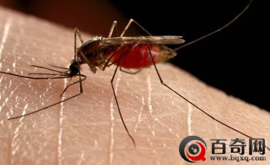 地球上最毒动物排行：第一是它