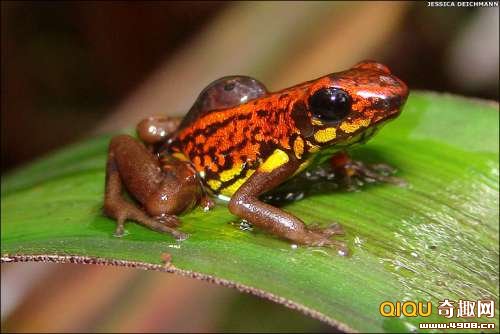 [多图]南美洲大陆再次发现新物种