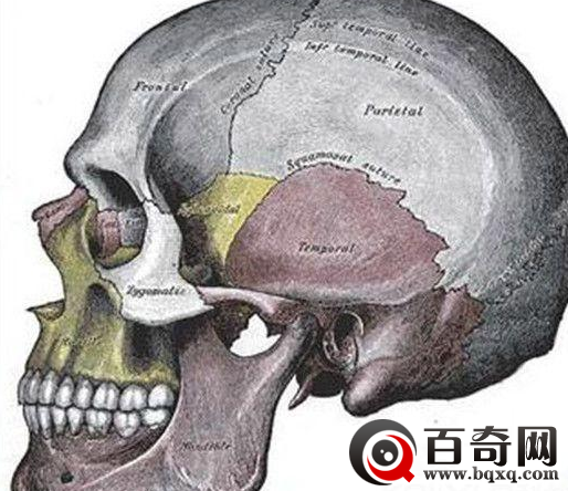 化石揭露美国吃人的恶行 疯子所为