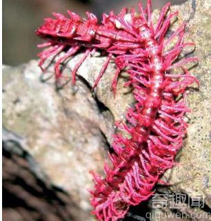 世界上最恐怖的动物