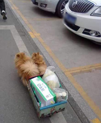 萌狗当运货车夫  两只小狗街头运菜