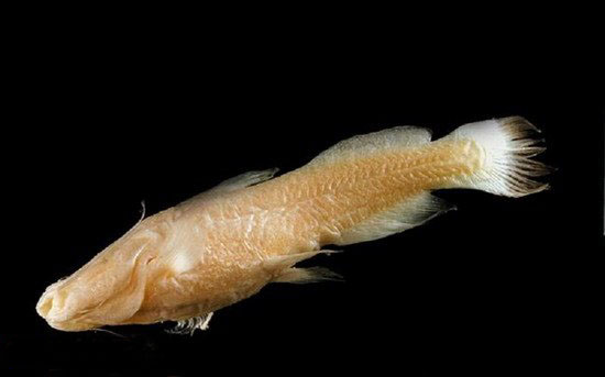 [图文]10种没有眼睛的动物