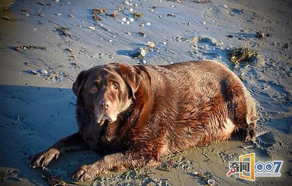 拉布拉多犬瘦身记:成功减重56斤变苗条