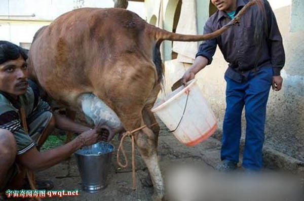 印度人竟然每天喝牛尿 用牛粪刷牙