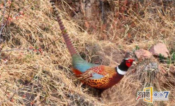 夫妇野外发现神奇仙女野鸡,傲娇模样博人眼球