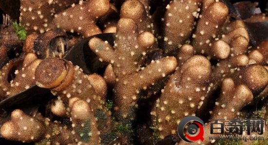 2015最新发现十大新物种：彩色海蛞蝓