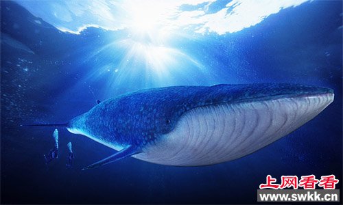 体重堪比30头大象 血管竟然粗得可以装下一个小孩的怪物是什么