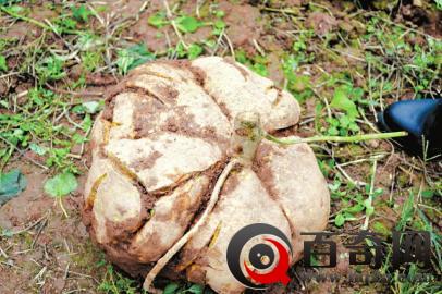 农民挖巨无霸红薯 学者-这下创了个大纪录 盘点那些活久见的巨型蔬菜