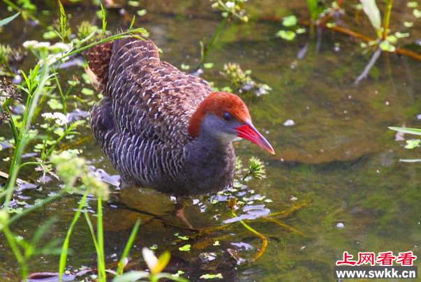 秧鸡遇到危险时爆发的潜能让人惊叹