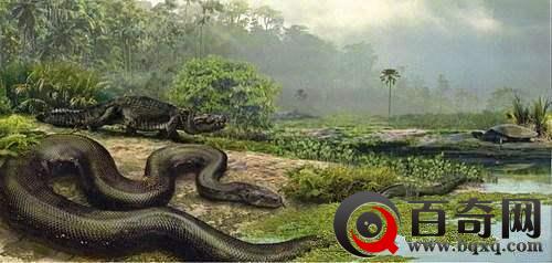 泰坦巨蟒有多恐怖 庞大身躯足以吞下恐龙