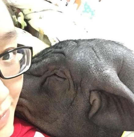 美女都让猪给拱了 竟与猪一起睡