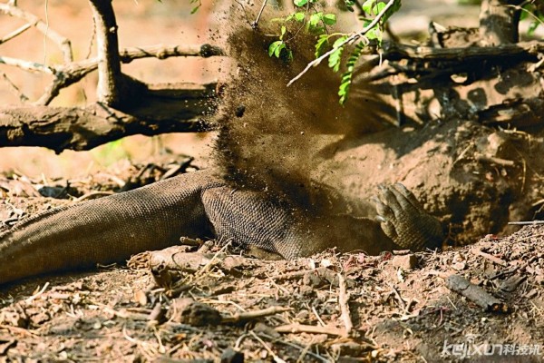 史前巨兽-神秘科摩多巨蜥
