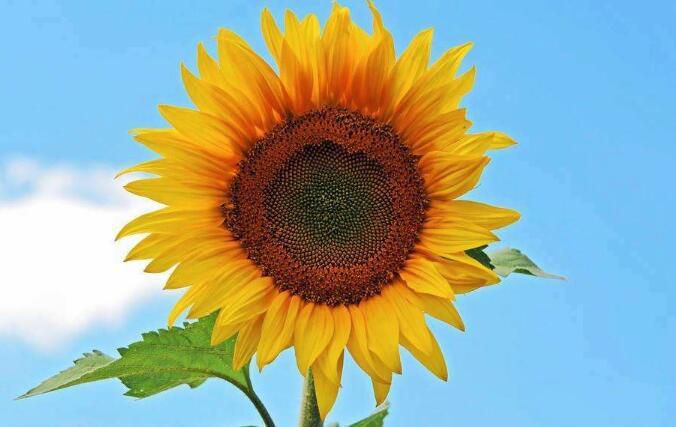 4月中旬，运势上行，4生肖，前脚旗开得胜，后脚桃花临门