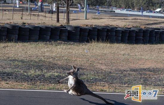 袋鼠与摩托车赛跑 险酿事故