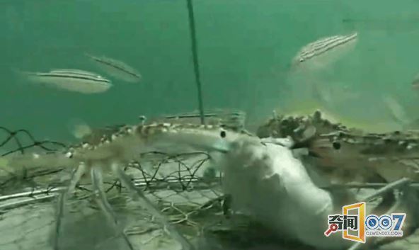 将猪内脏沉入深海，通过摄像头目睹这精