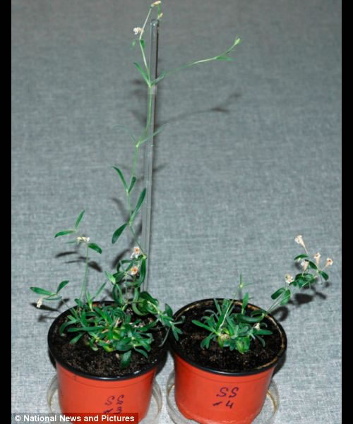 科学家成功复活 三万年前古老的植物种子