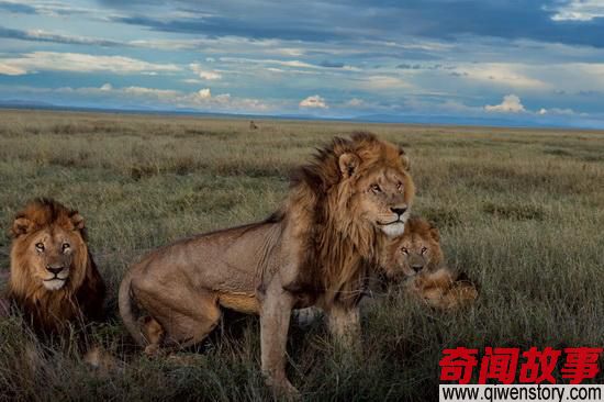 近窥草原雄狮日常生活！